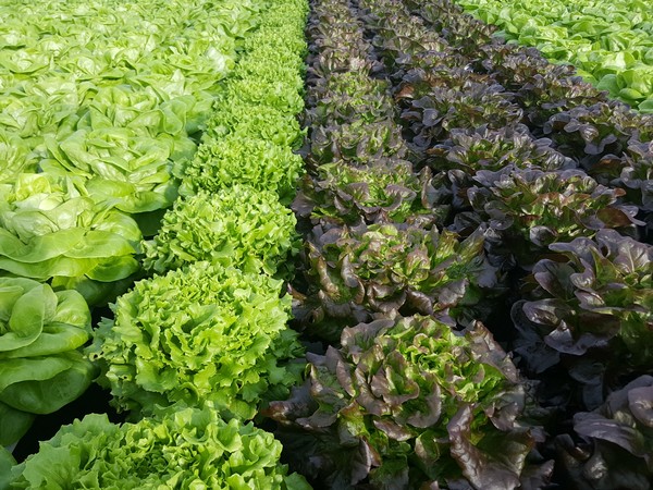 Multiple lettuce types